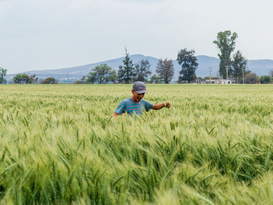 La agricultura puede construir paz
