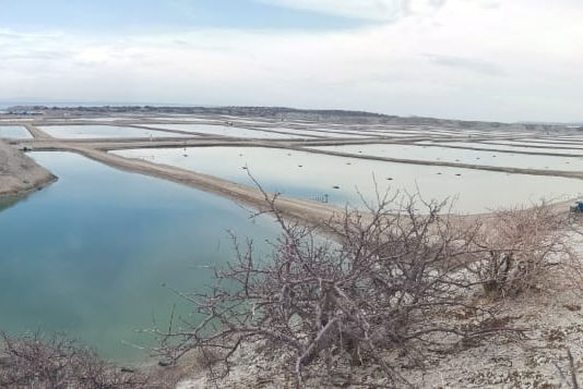 Retos del agua en el sector primario mexicano. 
