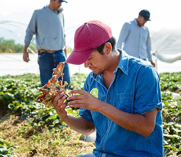 Monitoreo y control de plagas y enfermedades